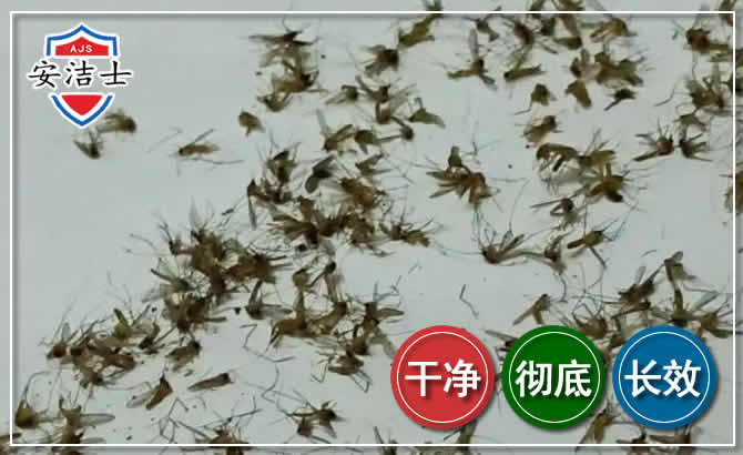 岱山苍蝇防治-灭蝇