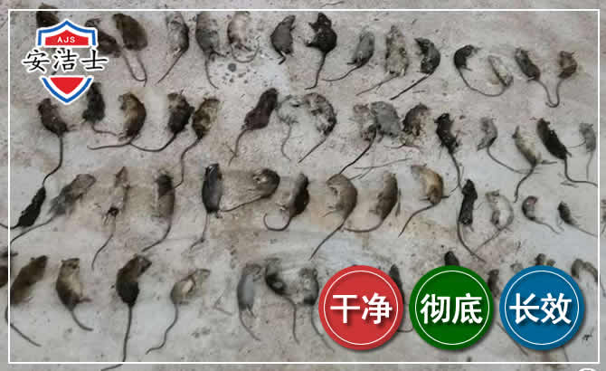 岱山鼠害防治-灭鼠