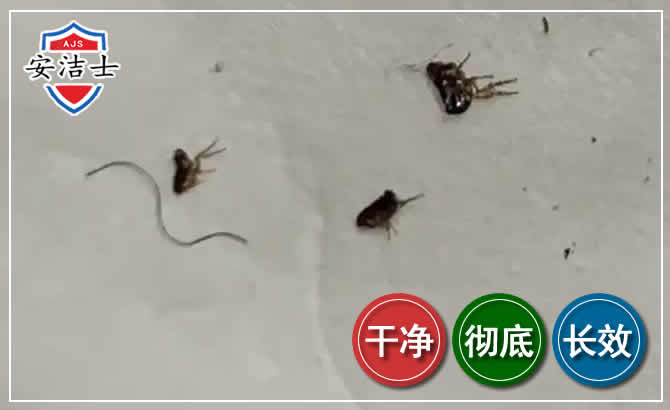 岱山跳蚤防治-灭跳蚤