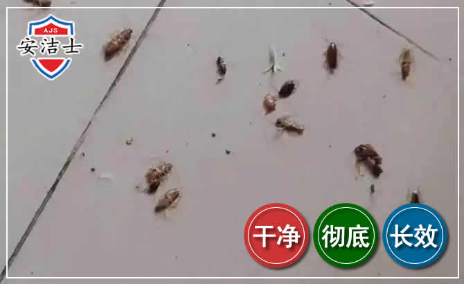 岱山蟑螂防治-灭蟑螂