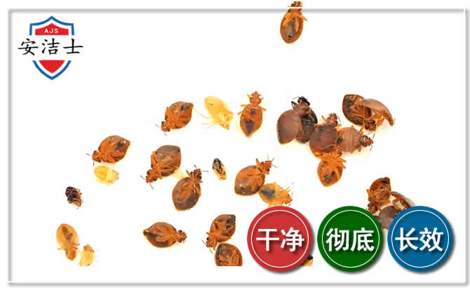 岱山臭虫防治-消灭臭虫